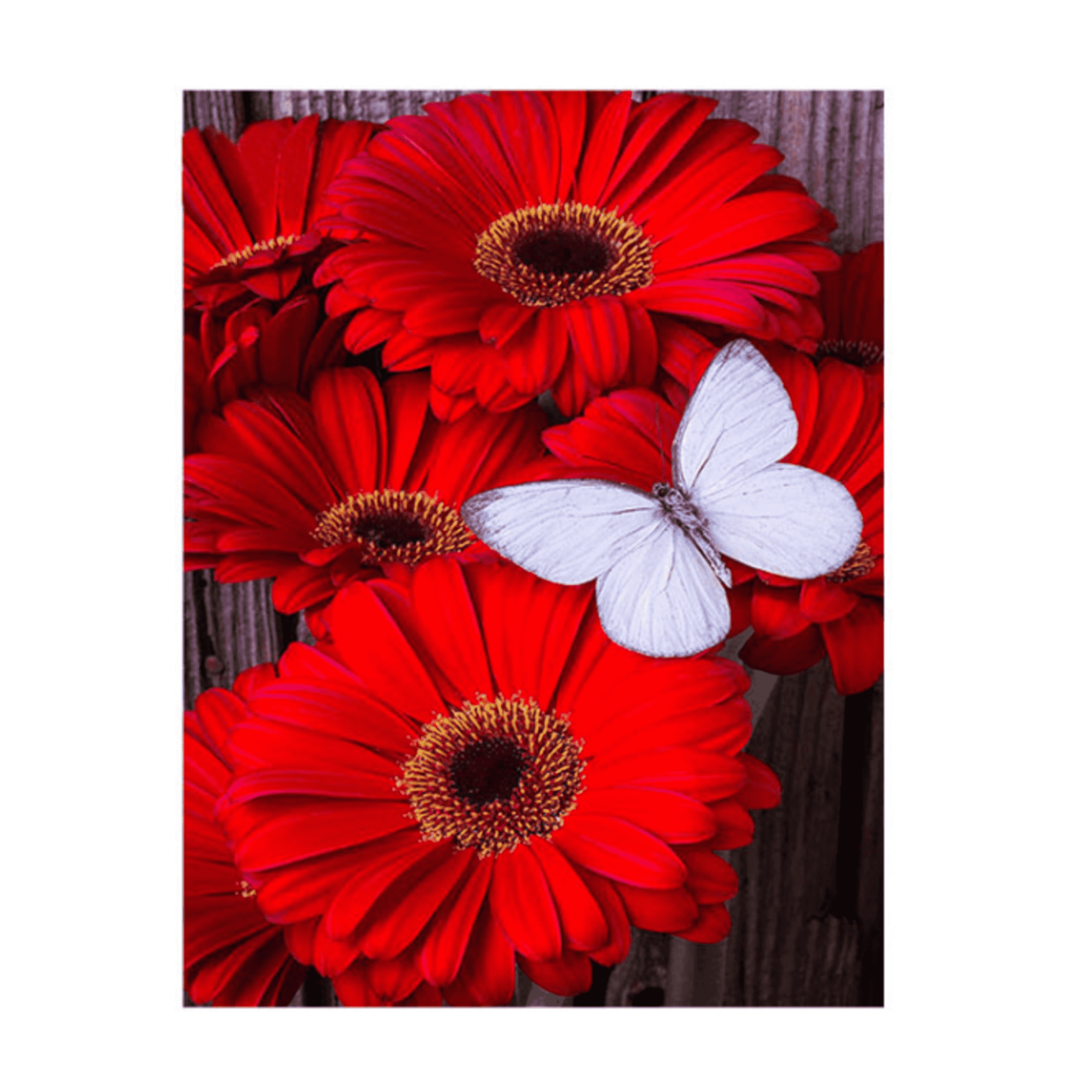 Red Daisy Diamond Painting Art Kit, 5D, Full Drill, Round 35*45 cm - Durazza